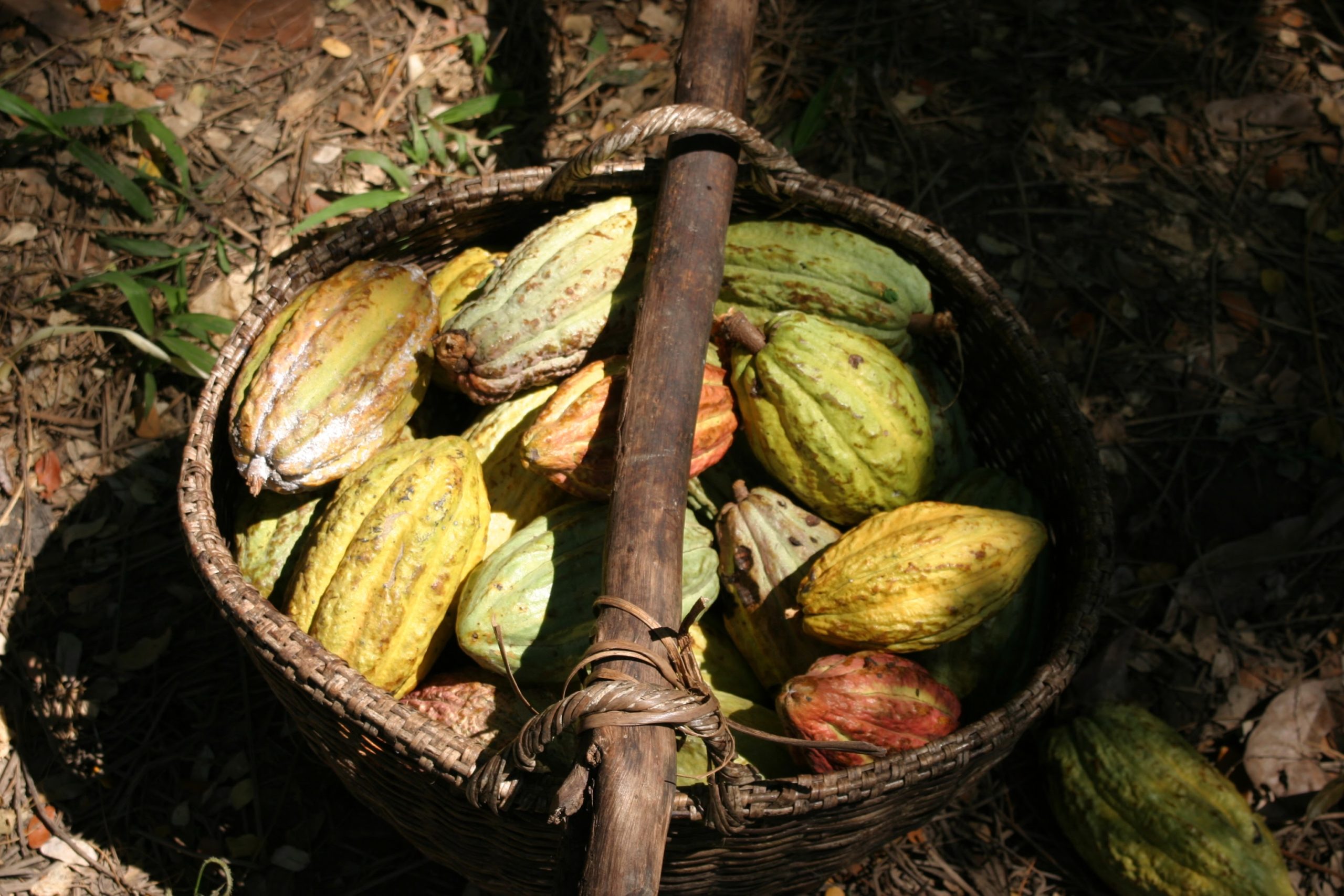 cacao madagascar CNC Millot